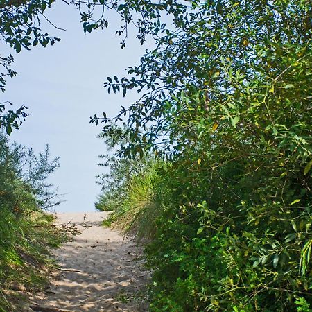 Seestern يوكيريتز المظهر الخارجي الصورة