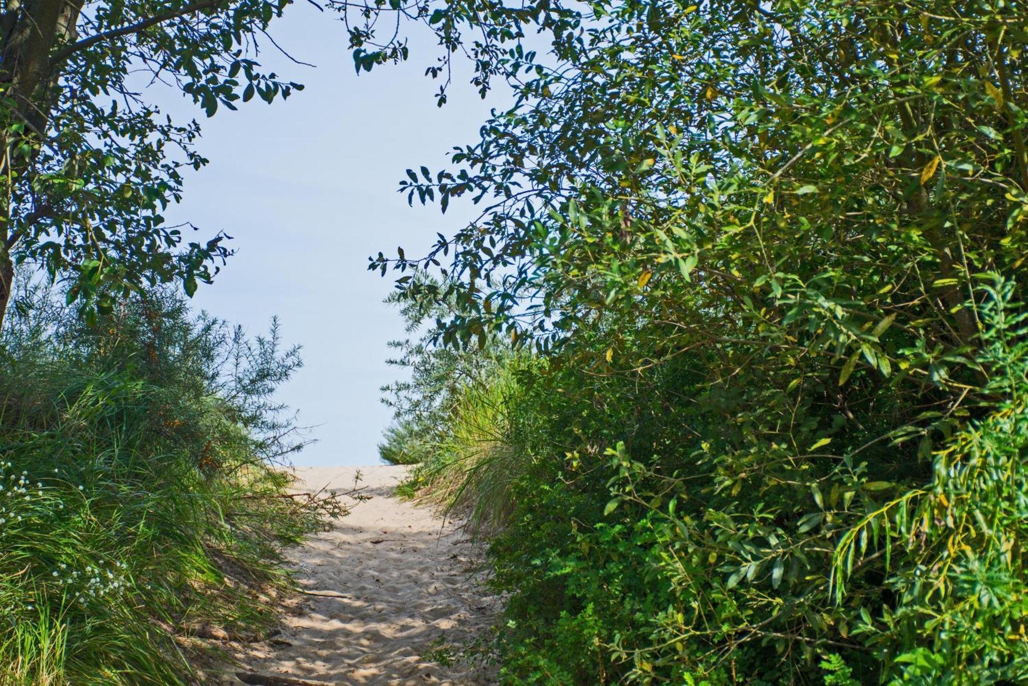 Seestern يوكيريتز المظهر الخارجي الصورة